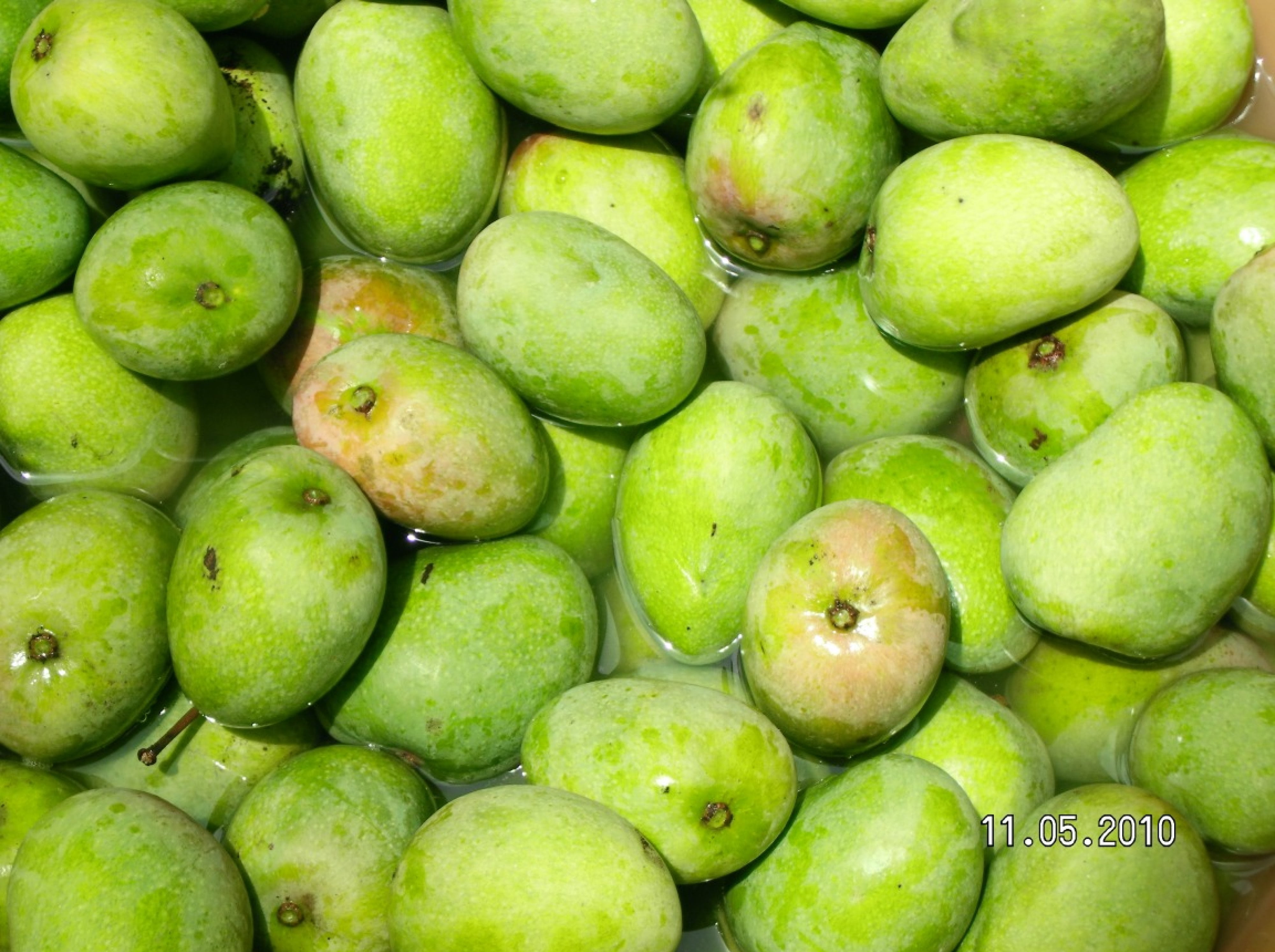 مانجو طازج
